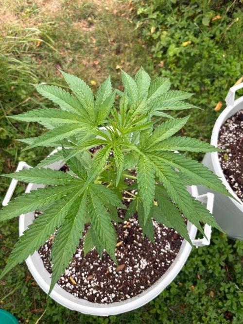 Balda RAS Mimosa I.. Week 8