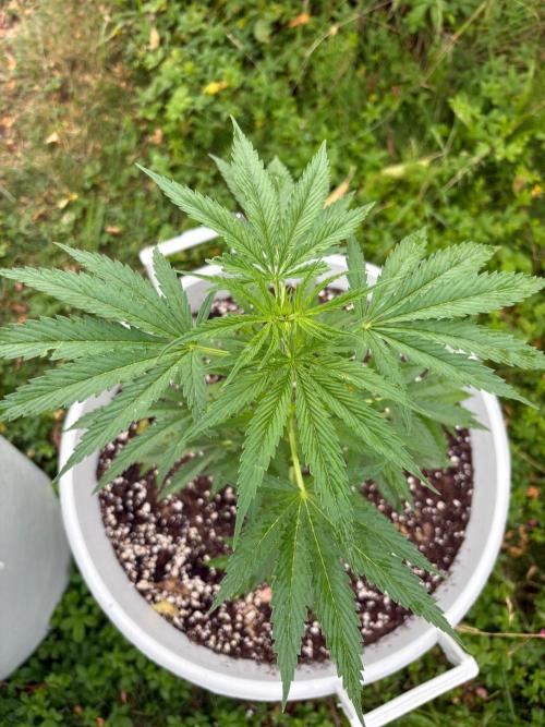 Balda RAS Mimosa I.. Week 8