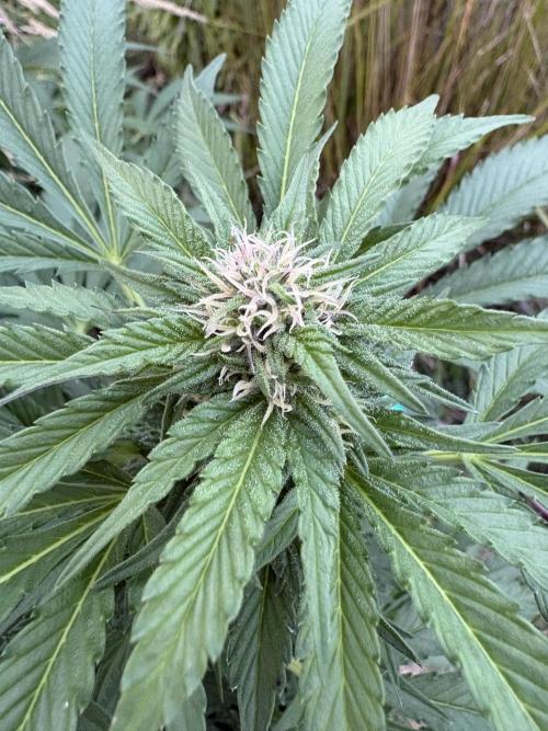 Balda RAS Mimosa I.. Week 20