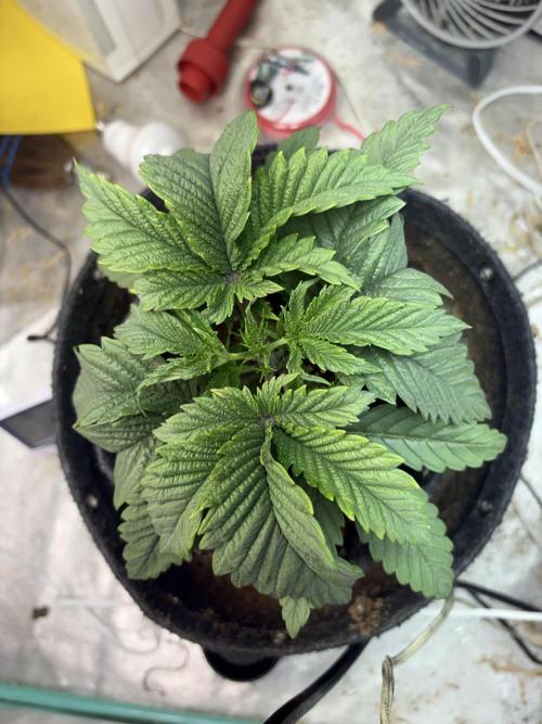 Acid House 2.0. Week 4 - Leaves surging in growth. 
From seedling stage to this. Week 4 2/3