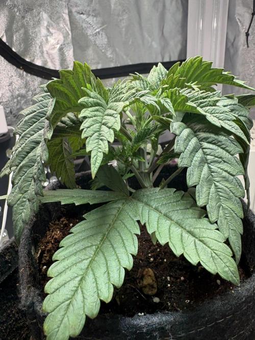 Acid House 2.0. Week 4 - Leaves surging in growth. 
From seedling stage to this. 5-7 nodes. 
Week 4 3/3