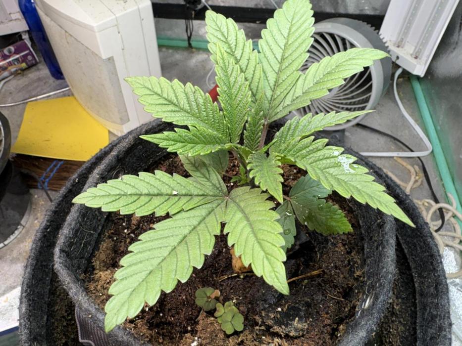 Acid House 2.0. Week 3