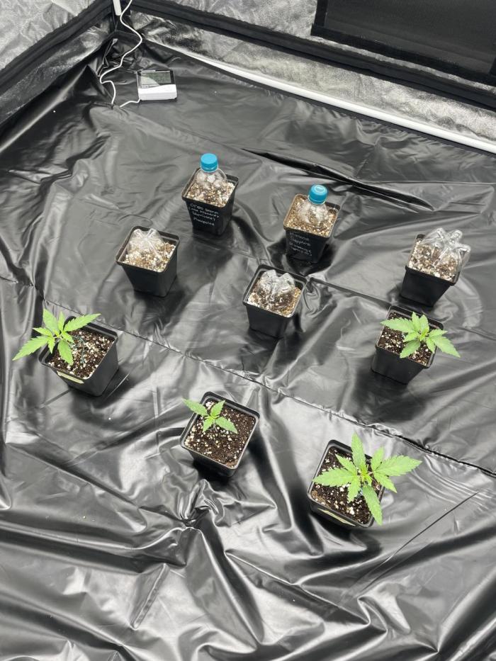 Pound Cake Auto X5. Week 0