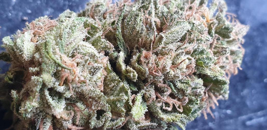 2 Plants 1 Pot #EXP02. Week 10