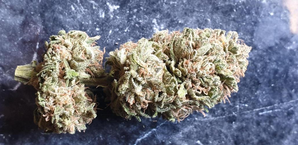 2 Plants 1 Pot #EXP02. Week 10