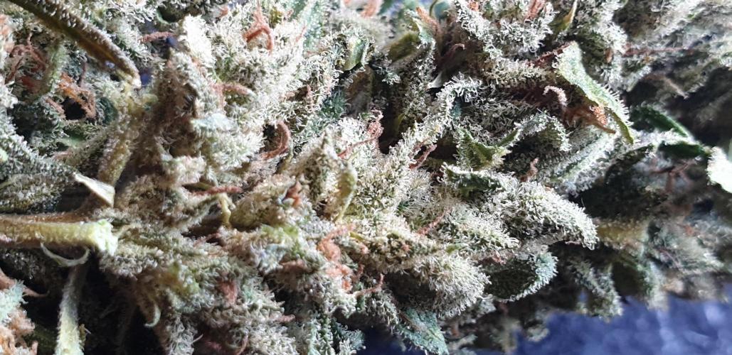 2 Plants 1 Pot #EXP02. Week 10