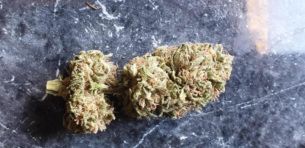 2 Plants 1 Pot #EXP02. Week 10