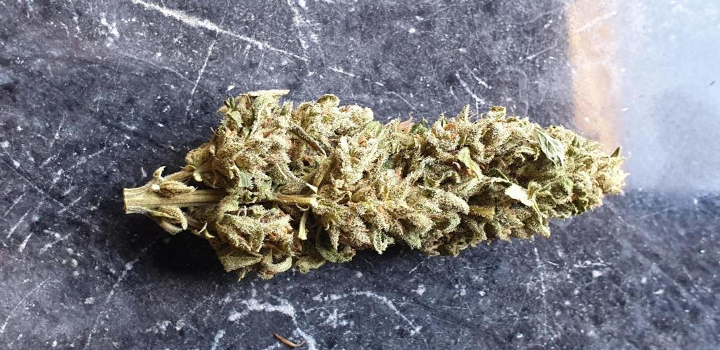 2 Plants 1 Pot #EXP02. Week 10