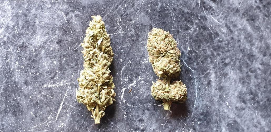 2 Plants 1 Pot #EXP02. Week 10