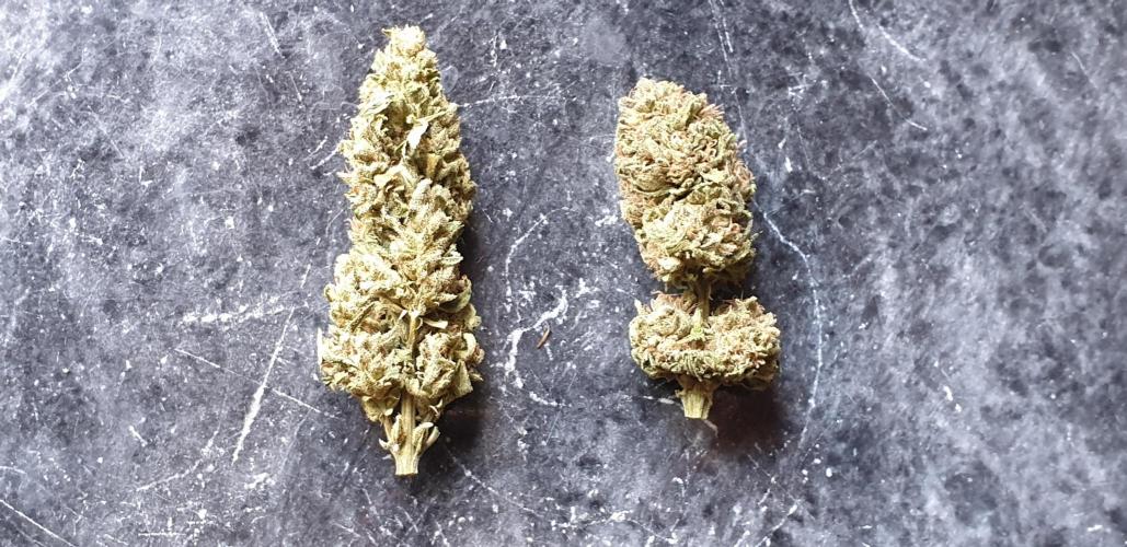 2 Plants 1 Pot #EXP02. Week 10