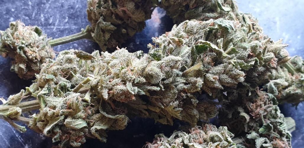 2 Plants 1 Pot #EXP02. Week 10