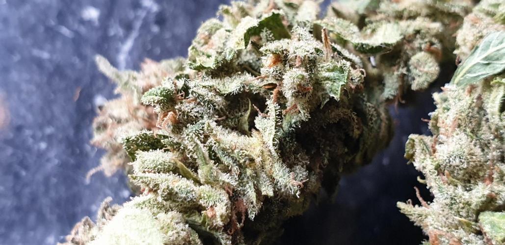 2 Plants 1 Pot #EXP02. Week 10