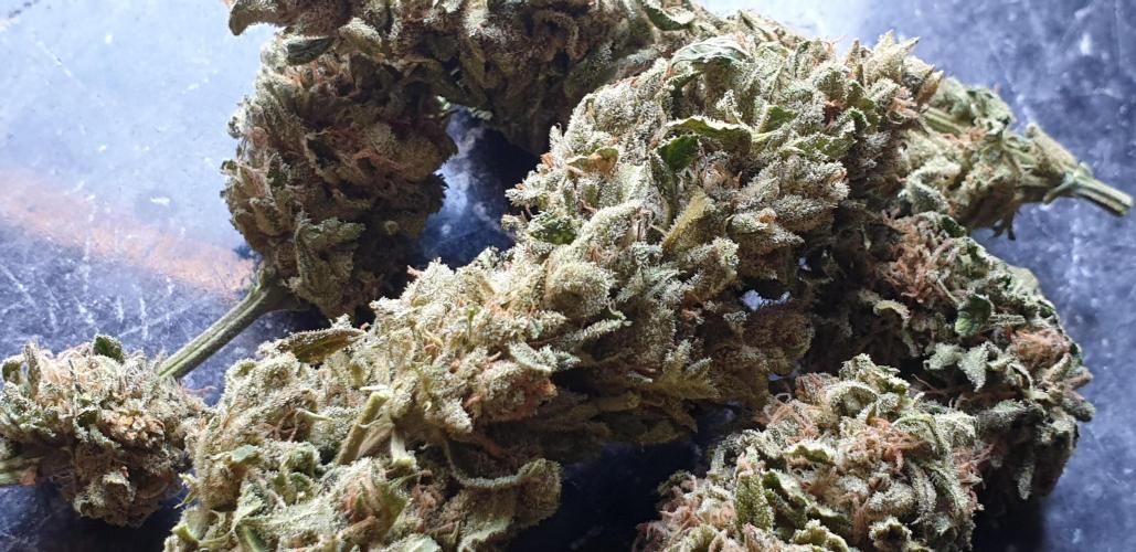 2 Plants 1 Pot #EXP02. Week 10