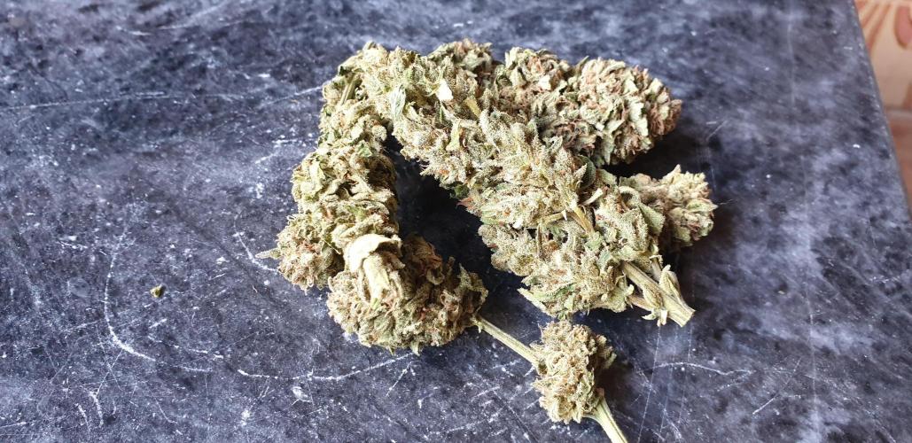 2 Plants 1 Pot #EXP02. Week 10