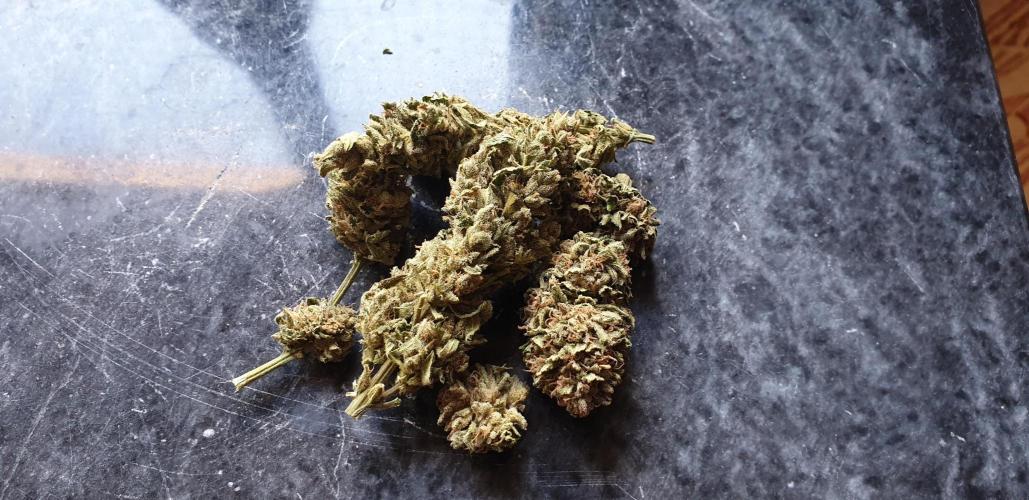 2 Plants 1 Pot #EXP02. Week 10