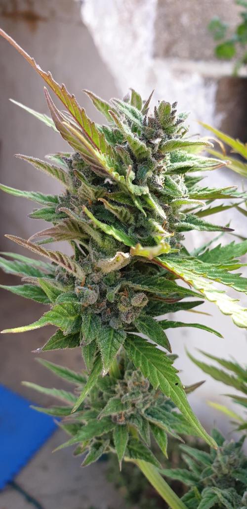 Auto Ak-47 XL #RESTART. Week 10