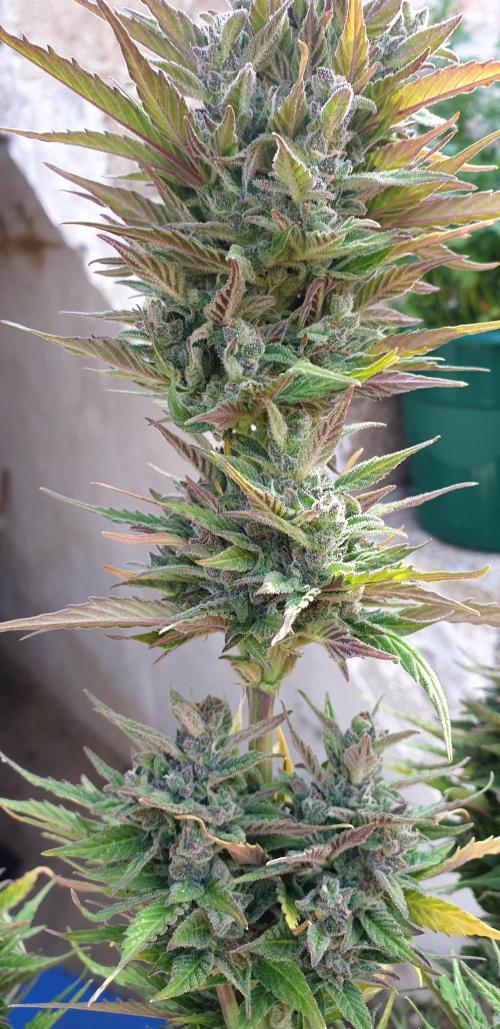 Auto Ak-47 XL #RESTART. Week 10