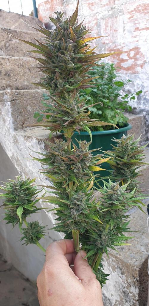 Auto Ak-47 XL #RESTART. Week 10