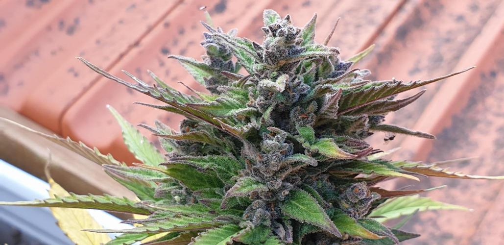 Auto Ak-47 XL #RESTART. Week 10