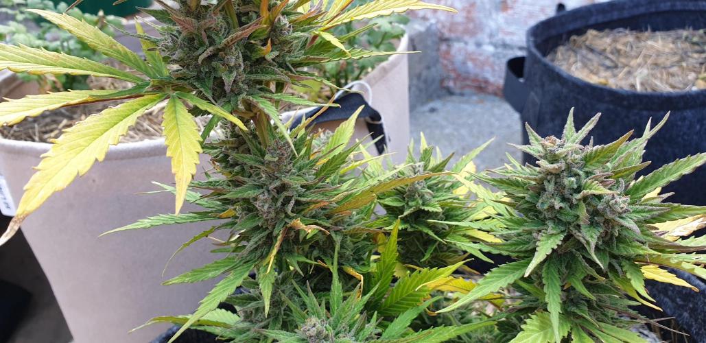 Auto Ak-47 XL #RESTART. Week 10