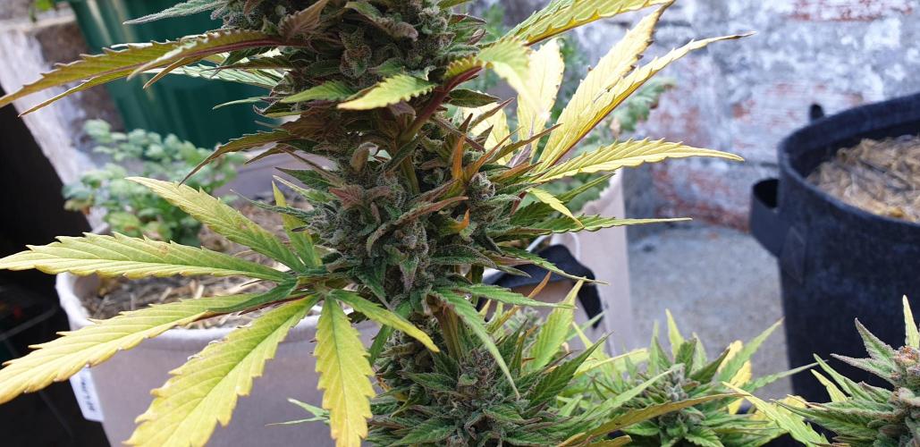 Auto Ak-47 XL #RESTART. Week 10