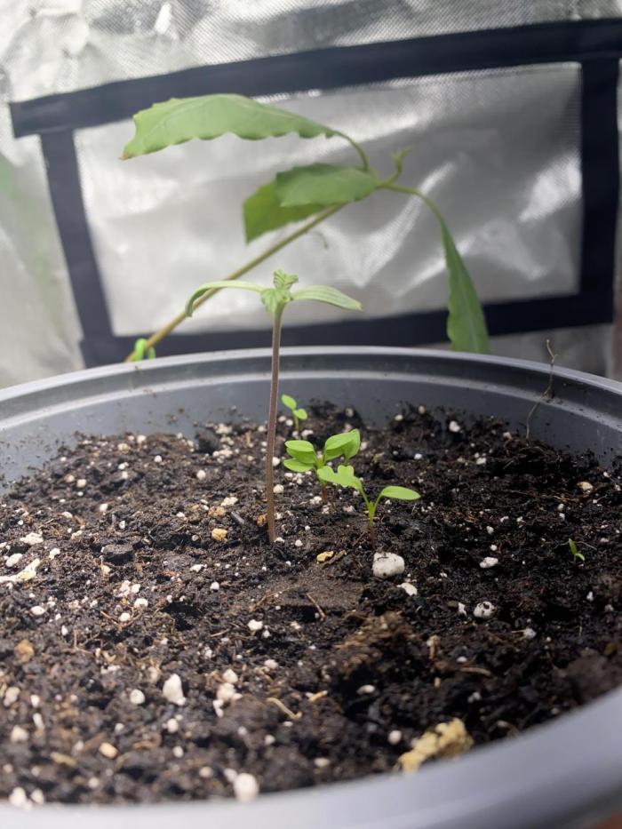 SnowGrow. Week 0 - Foto Form 7 days after