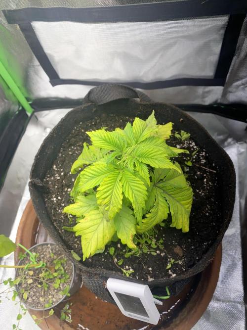 SnowGrow. Week 5 - Possibly nitrogen deficiency

And light stress 