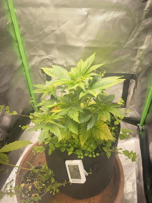 SnowGrow. Week 7