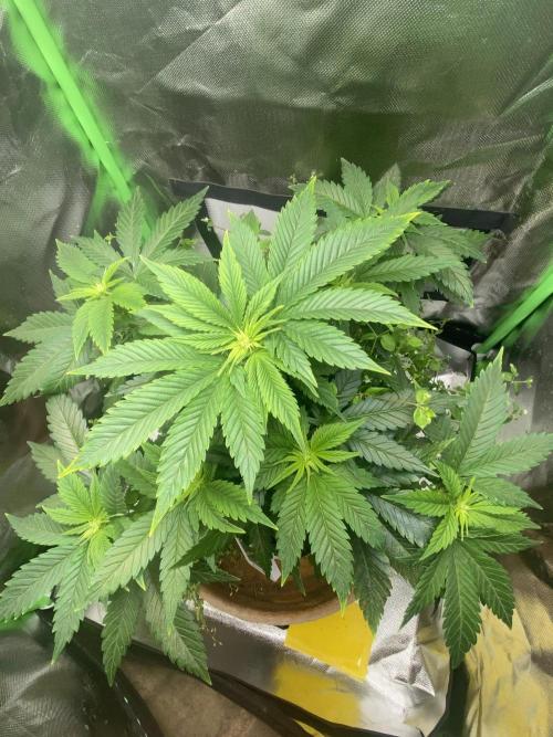 SnowGrow. Week 8