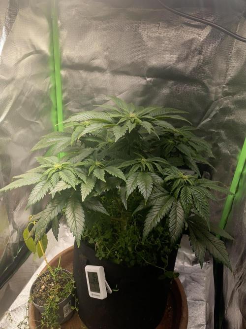 SnowGrow. Week 9