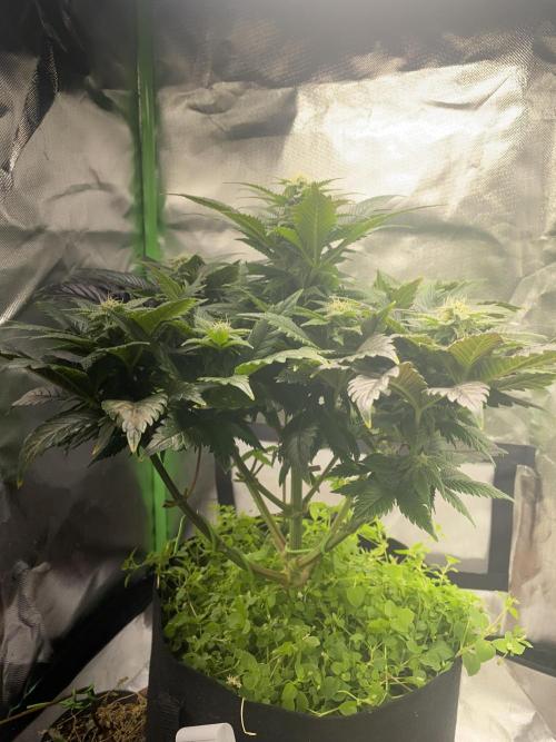 SnowGrow. Week 12