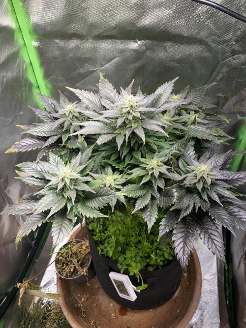 SnowGrow. Week 13