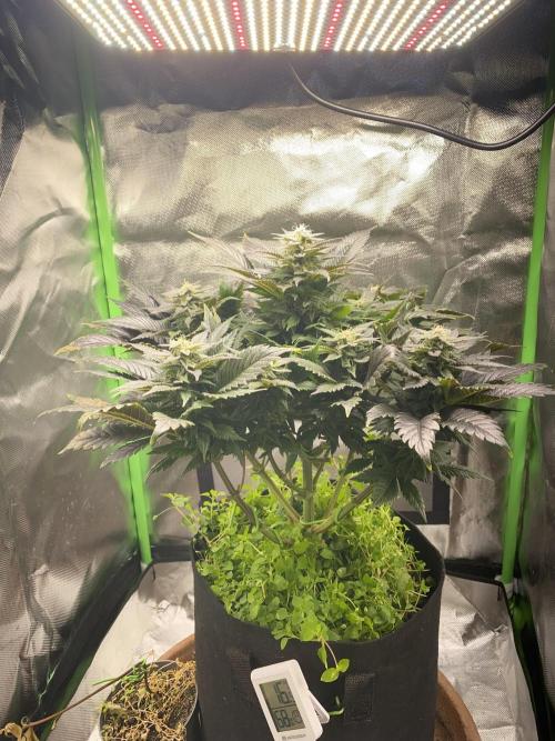 SnowGrow. Week 13