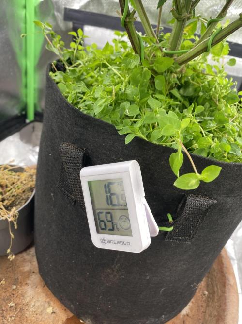 SnowGrow. Week 13