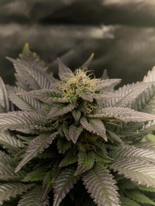 SnowGrow. Week 13