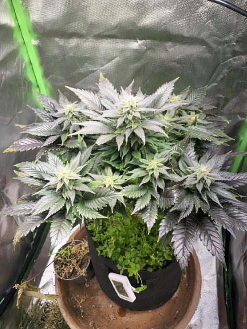 SnowGrow. Week 13