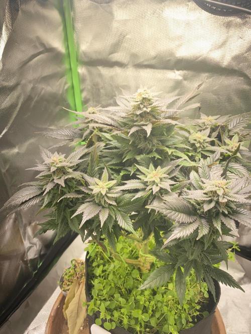SnowGrow. Week 14