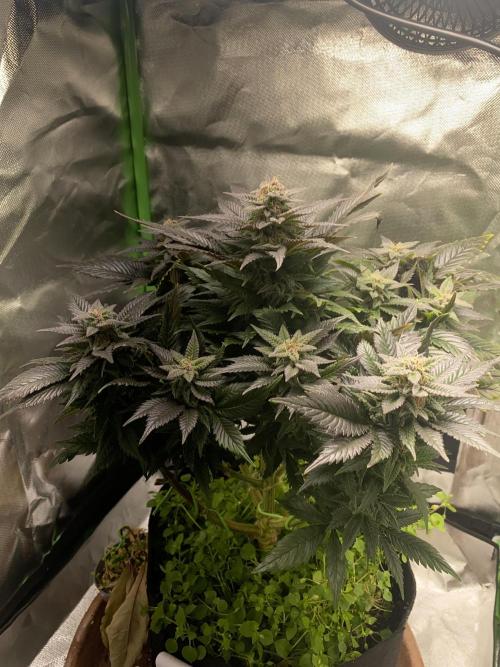 SnowGrow. Week 14