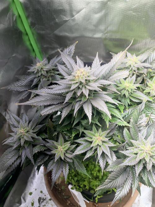 SnowGrow. Week 14