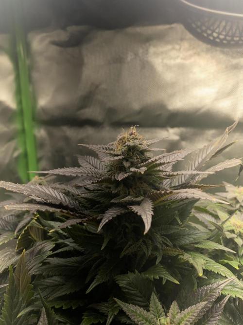 SnowGrow. Week 14