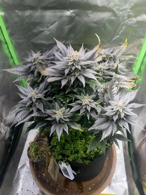 SnowGrow. Week 15