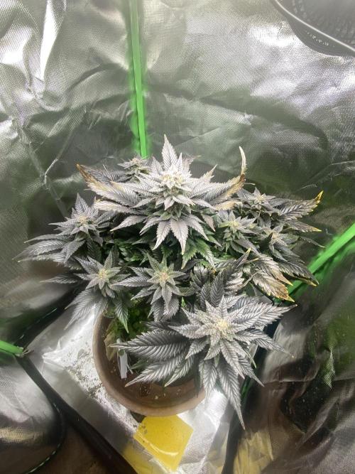 SnowGrow. Week 15