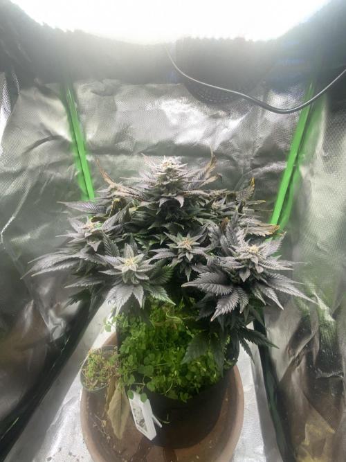 SnowGrow. Week 15