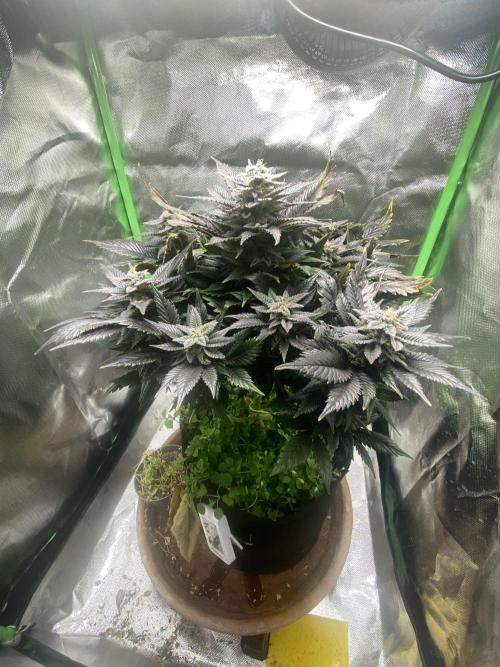 SnowGrow. Week 15