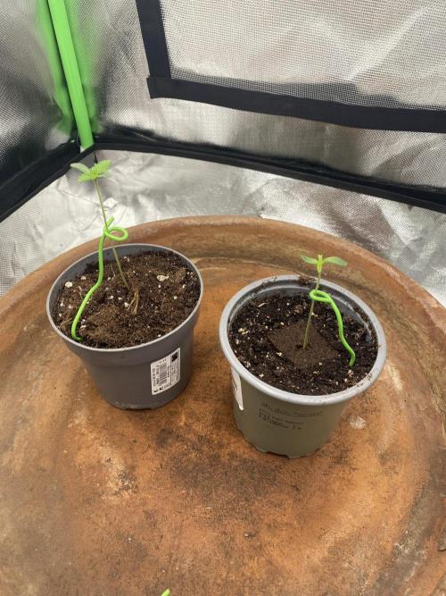 HellfireOG. Week 1