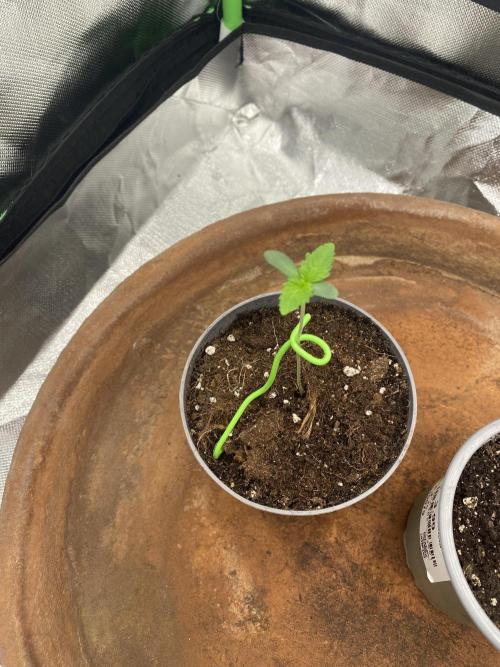 HellfireOG. Week 1