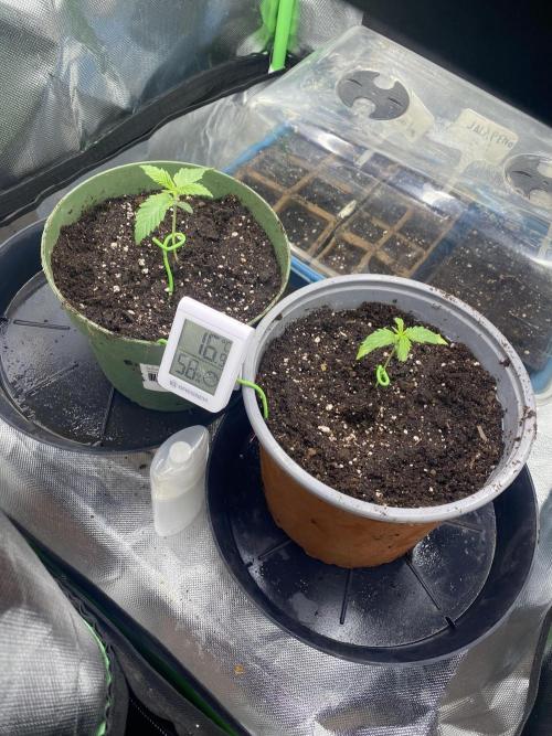 HellfireOG. Week 2