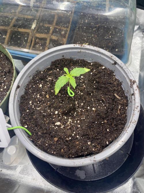 HellfireOG. Week 2