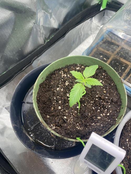 HellfireOG. Week 2