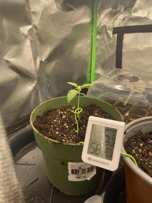 HellfireOG. Week 2